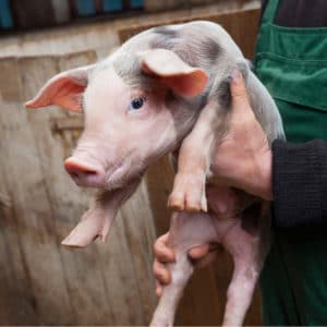 porc