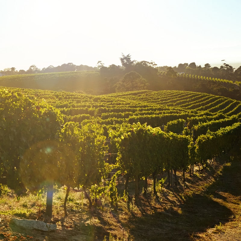 vignes terroir