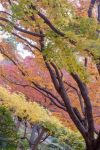 tokyo jardin