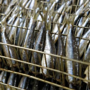 sardines