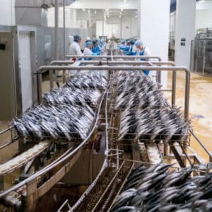 sardines 2