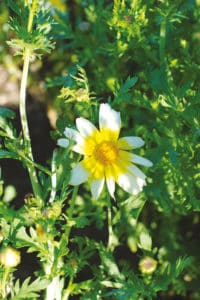 Fleurs 5